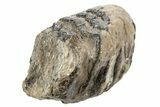 Partial Southern Mammoth Molar - Hungary #235255-2